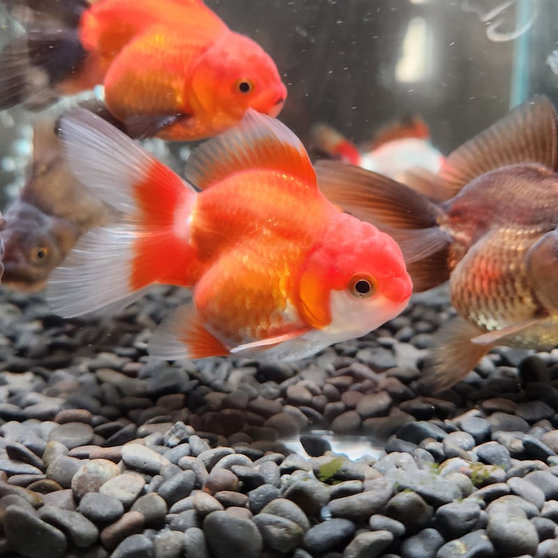 ハーフムーンオランダ　中国産　金魚　オランダ　獅子頭 ハーフムーンオランダ 中国産 金魚 オランダ 獅子頭