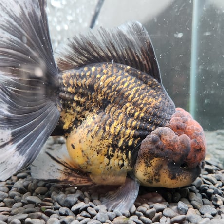タイ産　ローズテールオランダ16㎝±