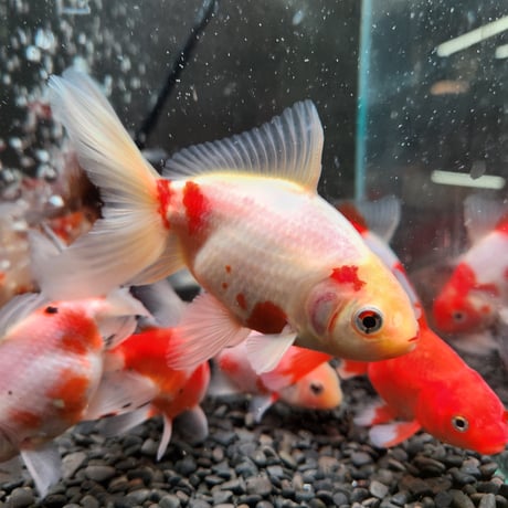 CATEGORY ジャンボ獅子頭 | 金魚・クワカブ専門店 祭-matsuri-