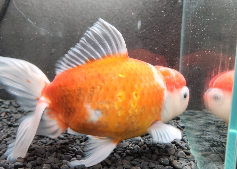 魚のおふだ 国産 ジャンボオランダ桜東錦24㎝± | 金魚・クワカブ専門店 祭