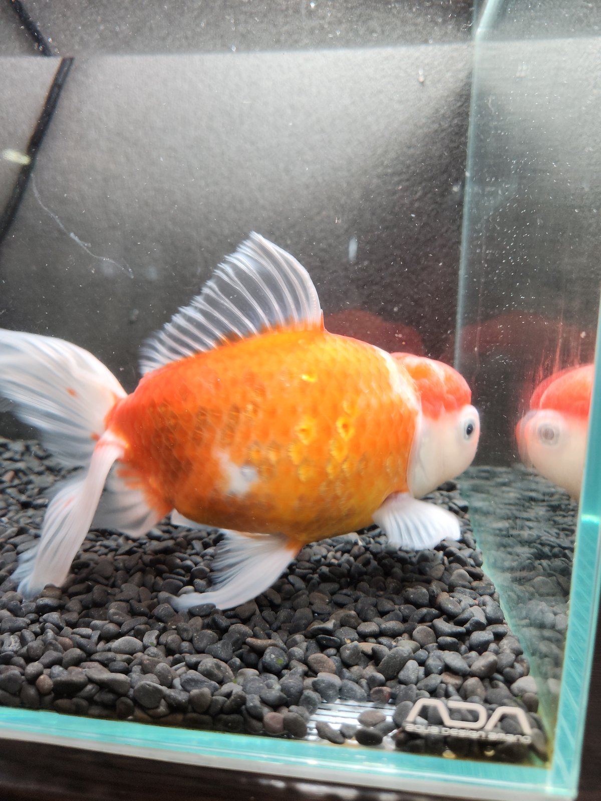 国産 ジャンボオランダ桜東錦24㎝± | 金魚・クワカブ専門店 祭