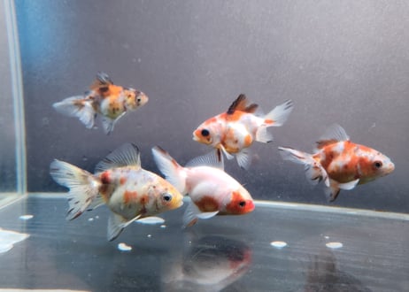 金魚さま専用 金魚さん専用！ GEX 金魚元気 金魚のフンを分解 ニオイを抑える