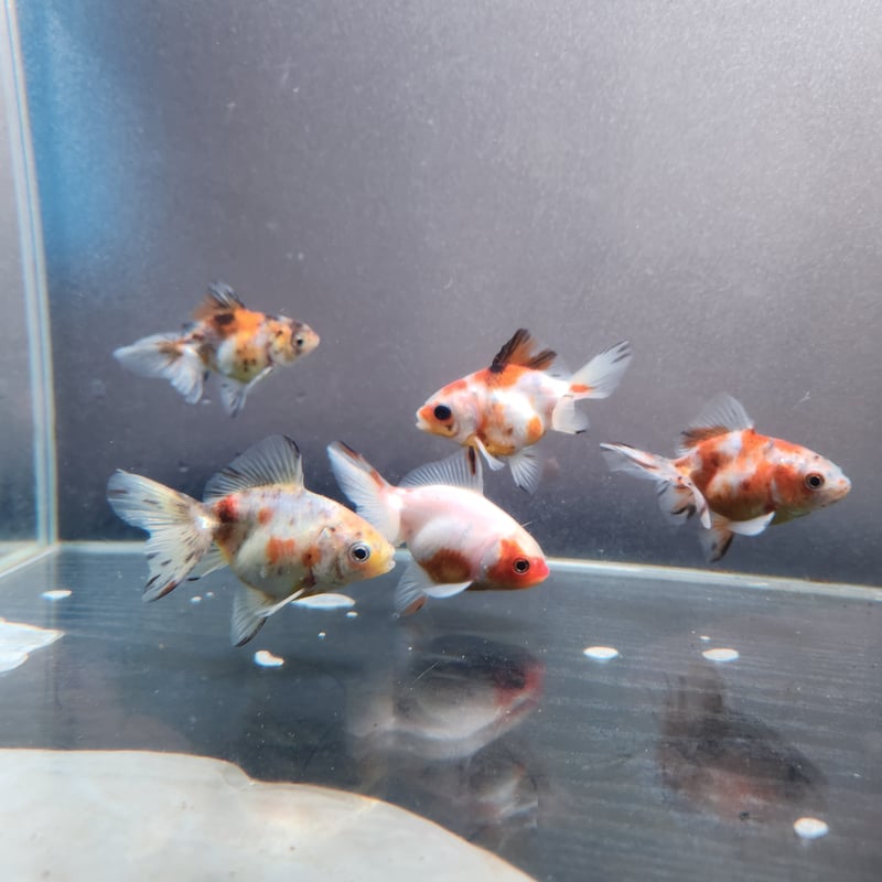 金魚　様 d1a716_6a96487f466b415cbcdb93a