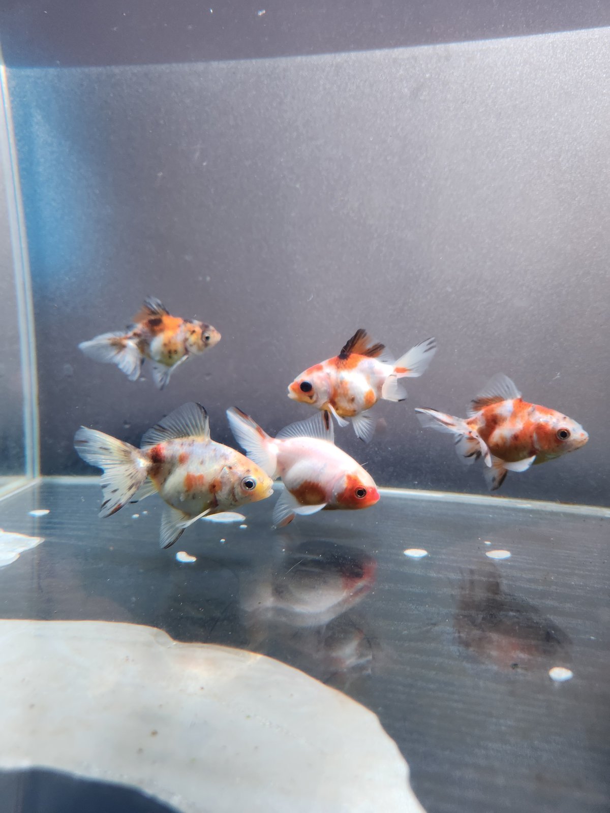 国産 キャリコ土佐金8㎝±（向坂産） | 金魚・クワカブ専門店 祭