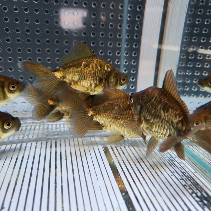 くまごろう様8【1907】ドラゴン5体 ドラゴン 62cm [457-NM009] - 56,100円 : 家具の大使館 横山家具