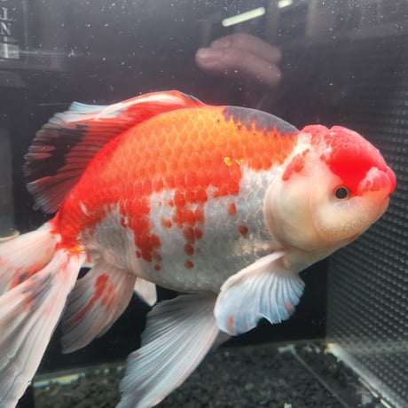 国産　上物ジャンボ獅子頭29㎝±