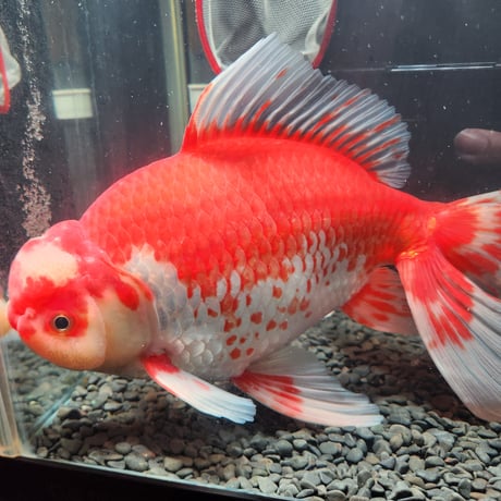 CATEGORY ジャンボ獅子頭 | 金魚・クワカブ専門店 祭-matsuri-