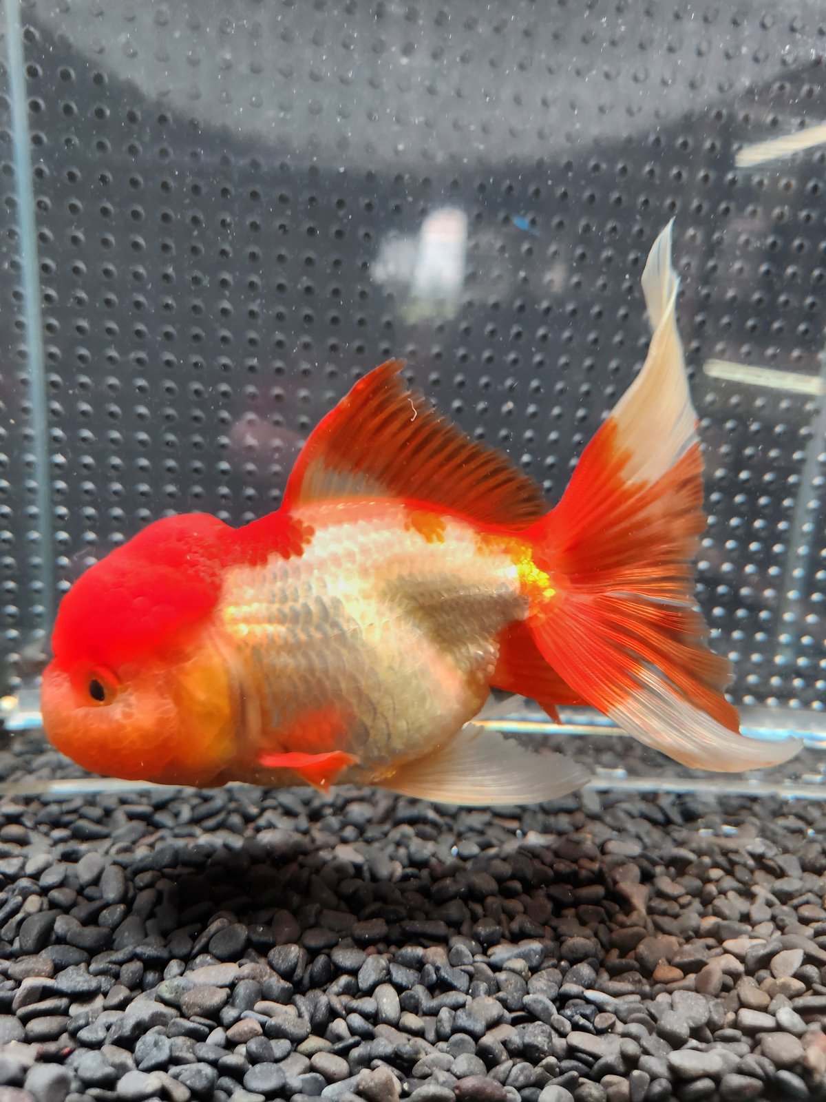 国産 オランダ獅子頭17㎝± （飯田産） | 金魚・クワカブ専門店