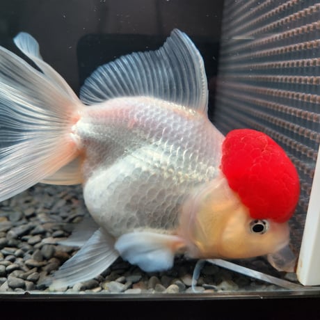 国産　上物飯田高頭丹頂17㎝±