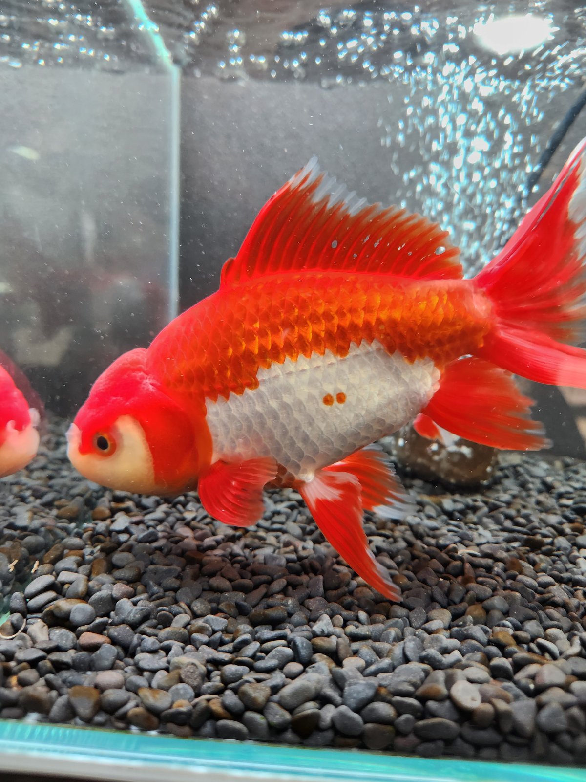 獅子頭雄 国産 ジャンボオランダ獅子頭20㎝± | 金魚・クワカブ専門店 祭-matsuri-