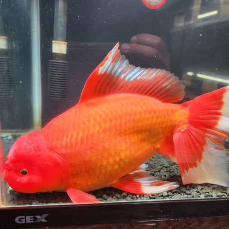 CATEGORY ジャンボ獅子頭 | 金魚•クワカブ専門店 祭