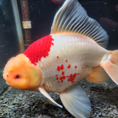 CATEGORY ジャンボ獅子頭 | 金魚•クワカブ専門店 祭