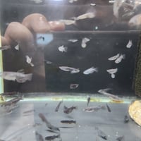 国産メダカ　オロチ・ブラックダイヤ