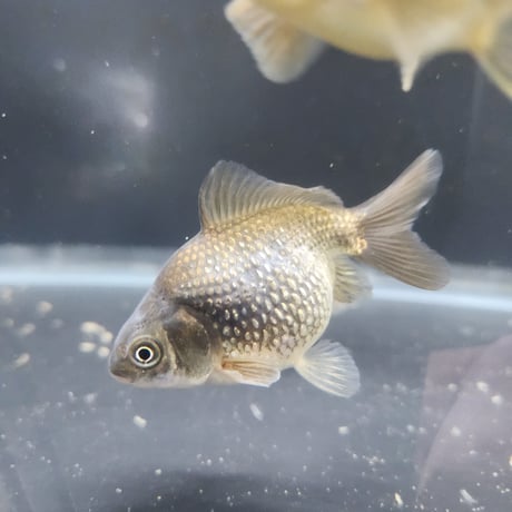 CATEGORY ピンポンパール | 金魚・クワカブ専門店 祭-matsuri-