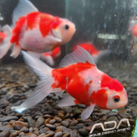 国産　桜東錦10㎝± 【志村養魚場産】