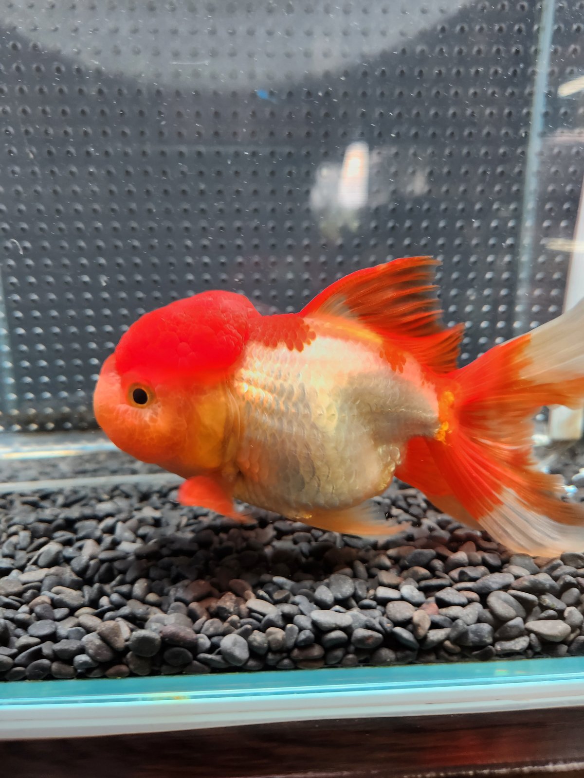 獅子頭 国産 オランダ獅子頭17㎝± （飯田産） | 金魚・クワカブ専門店