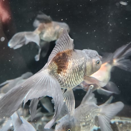 国産　青文魚13㎝±