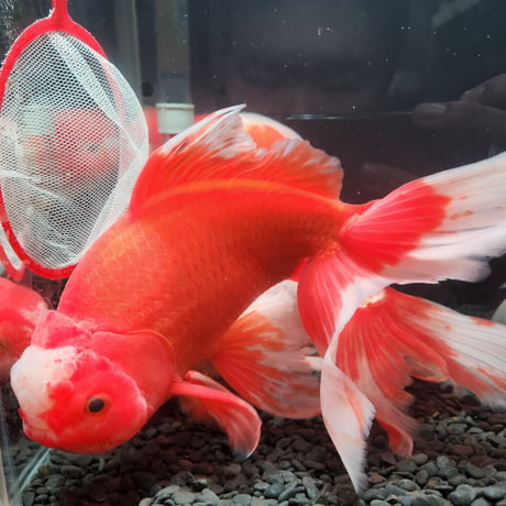国産　ジャンボ獅子頭24㎝±