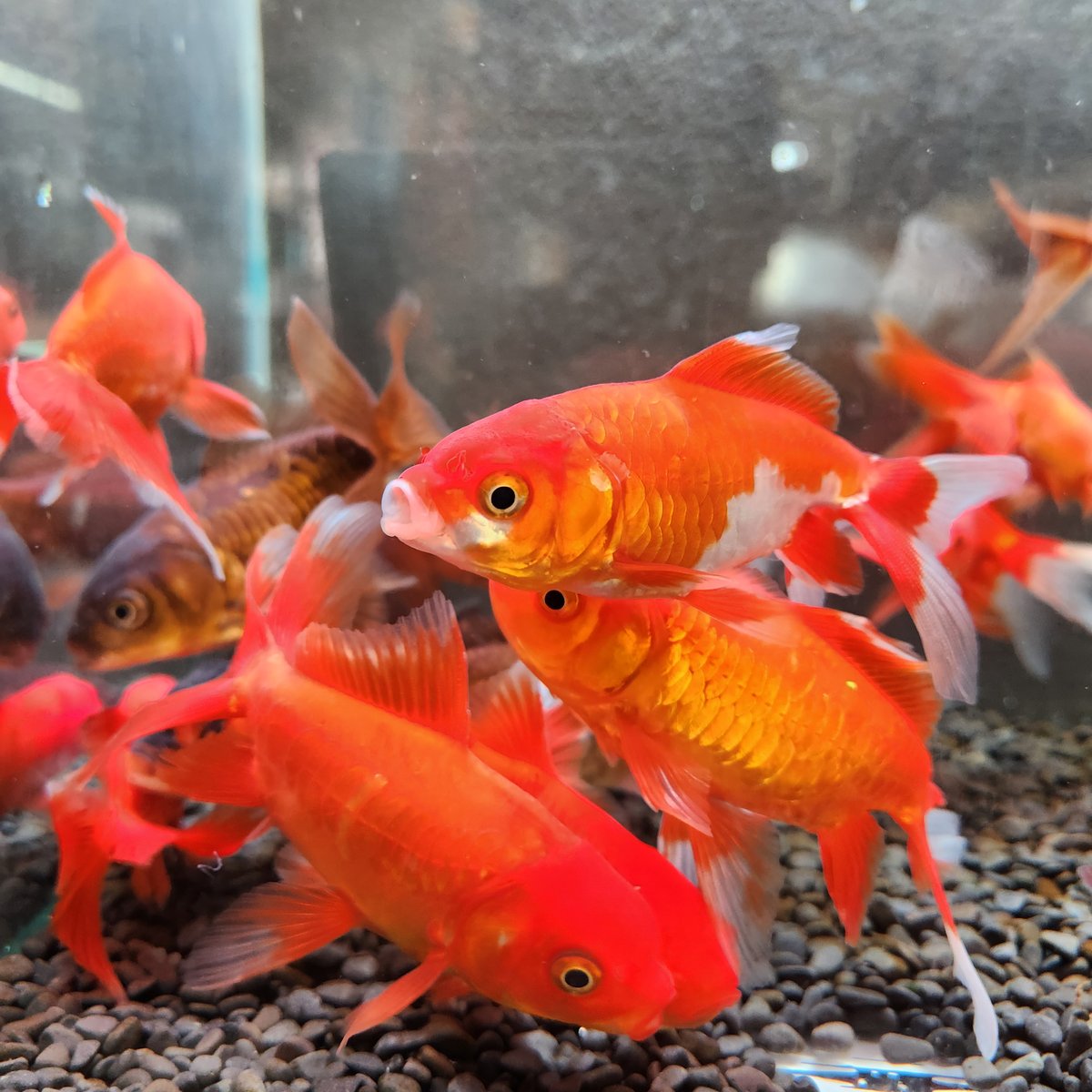 国産 ドラゴンスケールジャンボ獅子頭14㎝± | 金魚•クワカブ専門店 祭