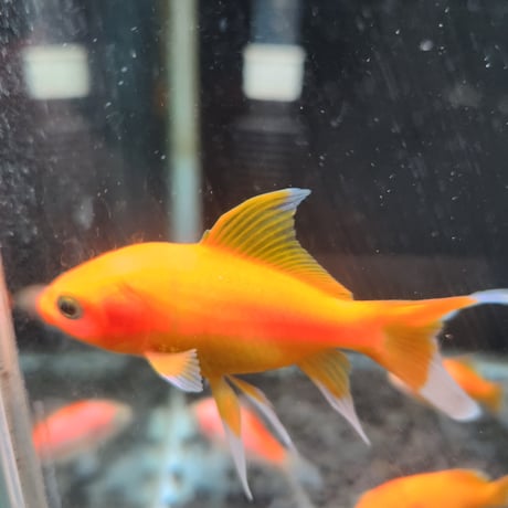 国産　紅葉イエローコメット8㎝±（荻野養魚場産）