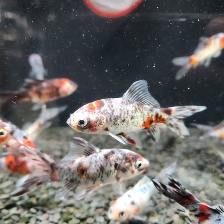 国産　銀鱗・墨朱文金8㎝± （長尾養魚場産）