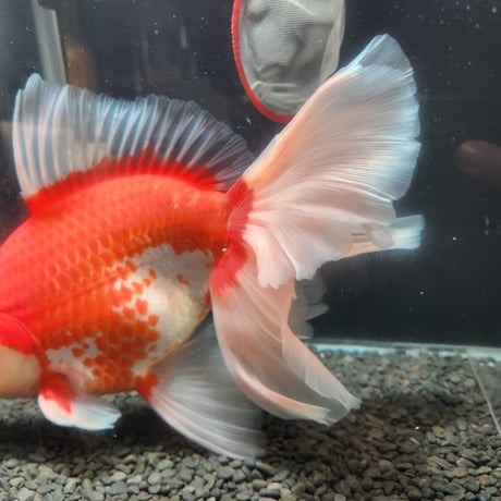 国産　上物ジャンボローズ獅子頭30㎝±