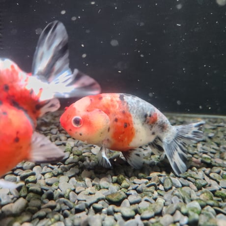 国産　江戸錦10㎝±（志村養魚場産）