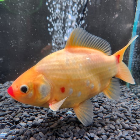 国産 　上物ミロ玉18㎝± （良福観賞魚産）