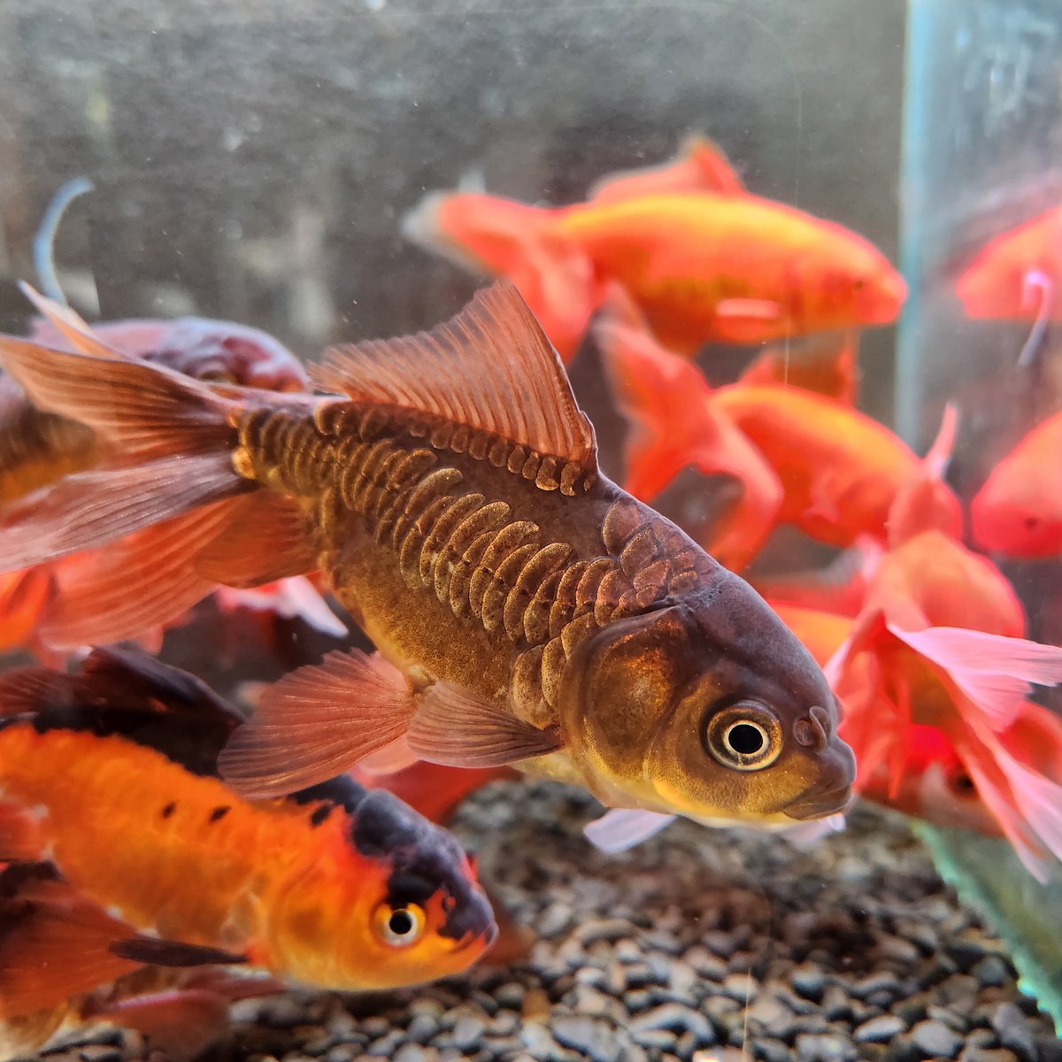 国産 ドラゴンスケールジャンボ獅子頭14㎝± | 金魚•クワカブ専門店 祭