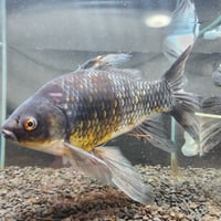 国産　特大！墨五色銀鱗コメット31㎝± （引間養魚場産）