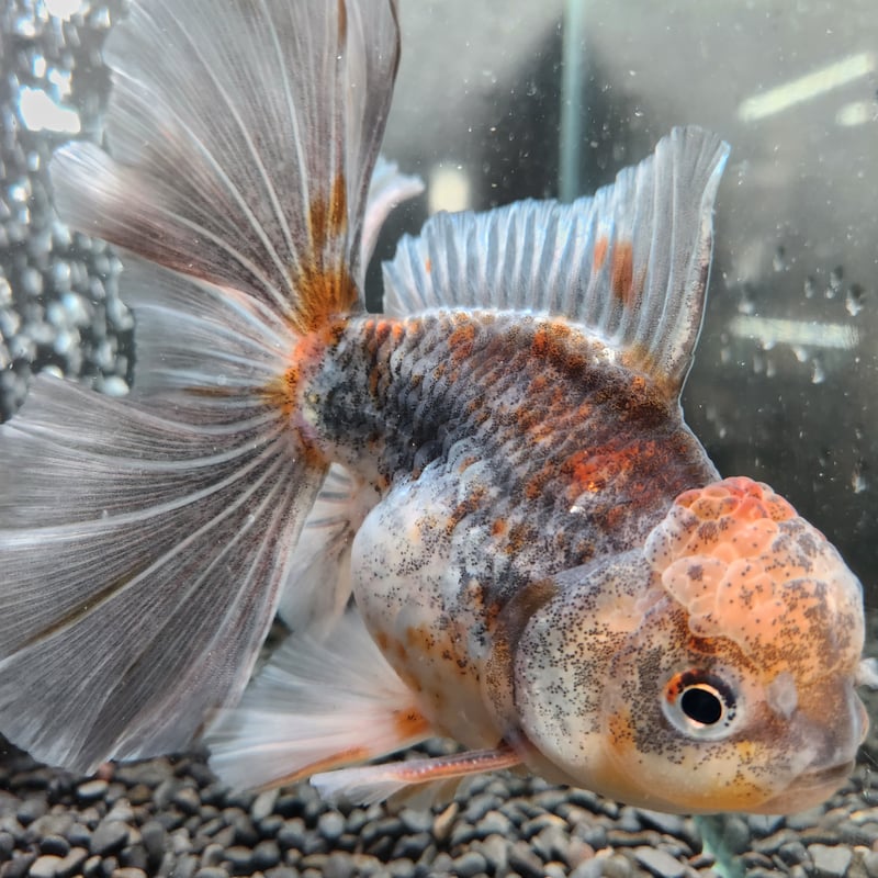 金魚　極上　ローズテールオランダ タイ産 ローズテールオランダ16㎝± | 金魚•クワカブ専門店 祭