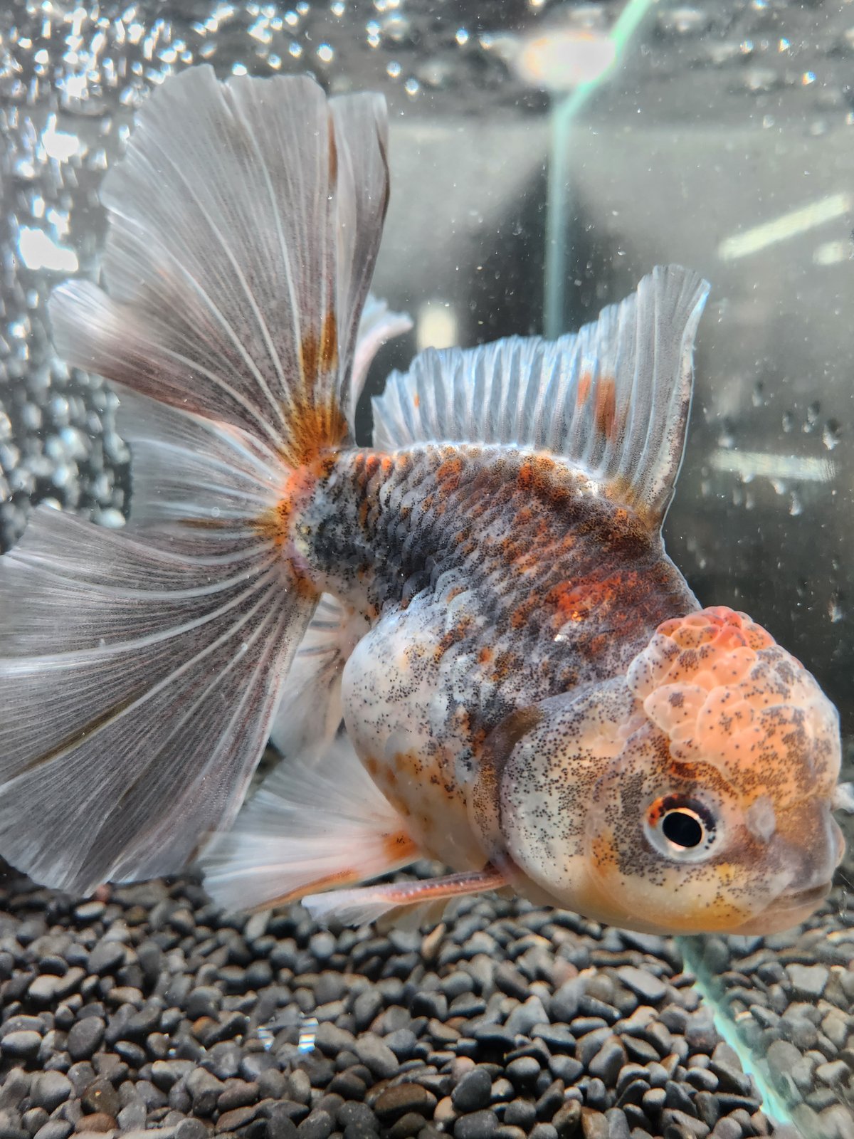 薔薇金魚 タイ産 ローズテールオランダ16㎝± | 金魚•クワカブ専門店 祭