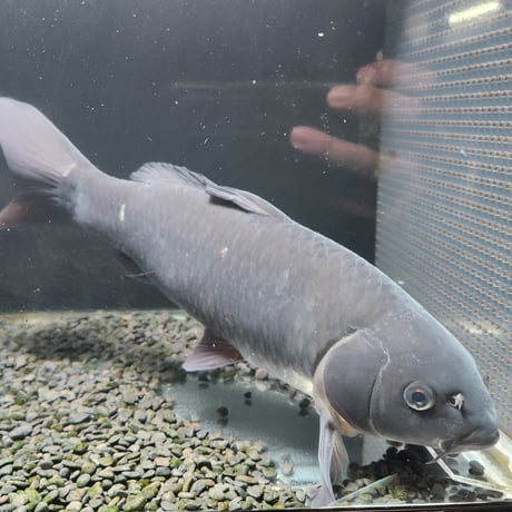 国産　特大！ブラックコメット37㎝± （良福観賞魚産）