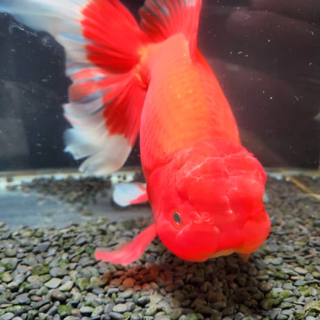 国産　上物ジャンボ獅子頭32㎝±