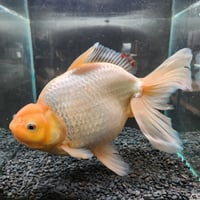 国産　モンスタージャンボ獅子頭31㎝± 1点物です