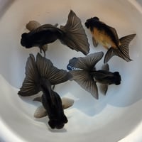 国産　黒蝶尾10～12㎝±