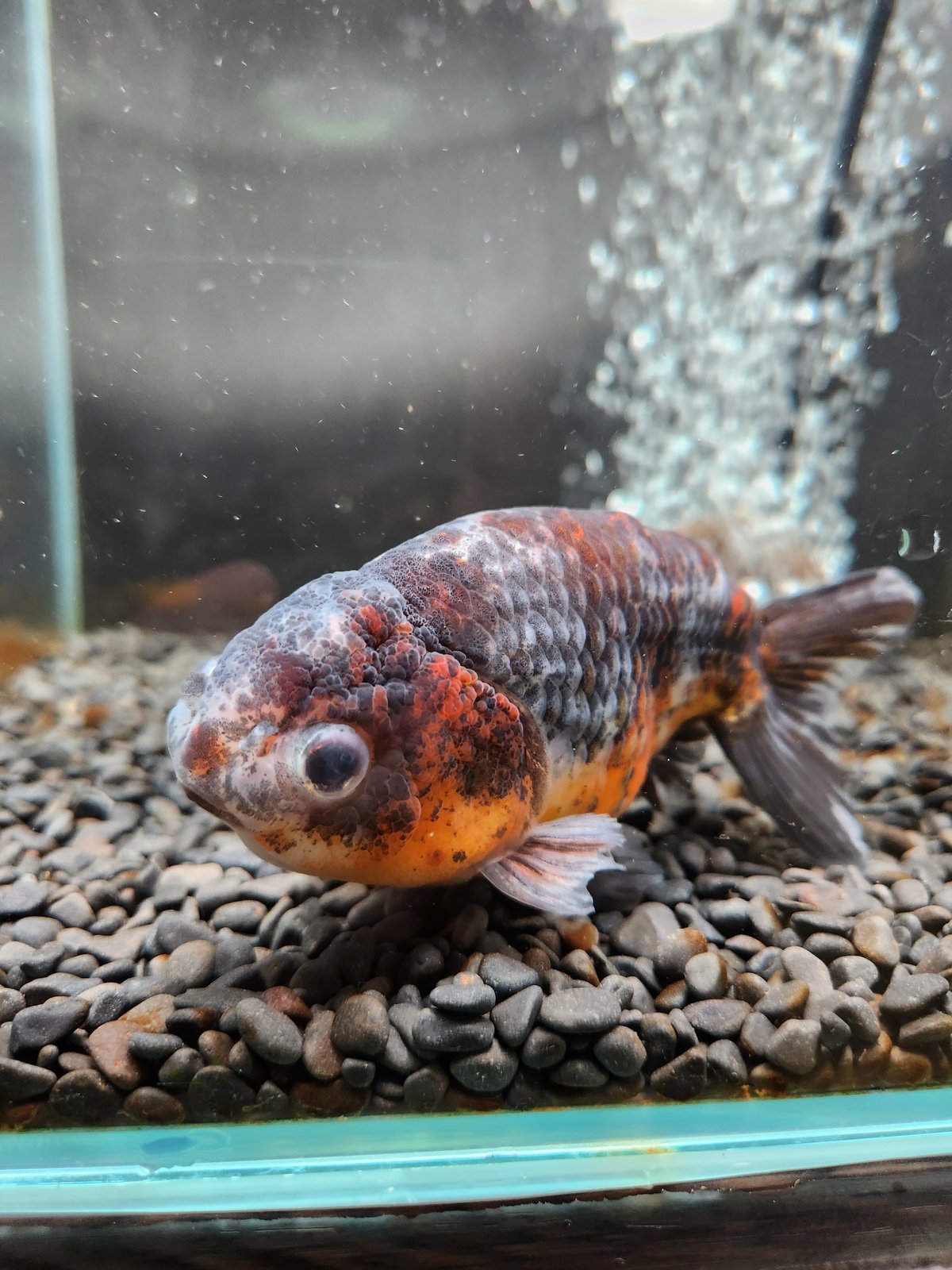 志村養魚場産　五色江戸錦　2歳　約13㎝ 志村養魚場産 二才 五色江戸錦（大）＃1215-01 | 金魚専門店 和の美