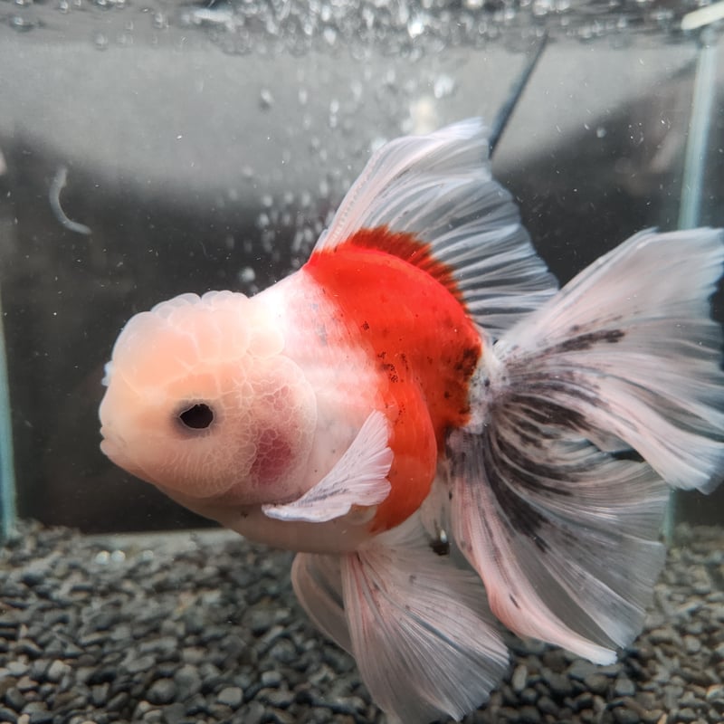 金魚　極上　ローズテールオランダ 中国便 スーパーローズテール ローズテールオランダ 金魚 上物品 美魚