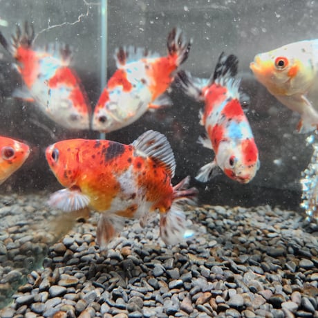 国産　キャリコ和金12～14㎝± （志村養魚場産）