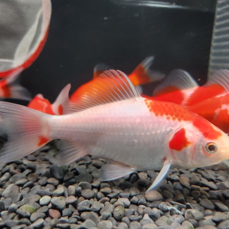 国産　ミロク和金（フナ尾）10～13㎝±【良福観賞魚産】