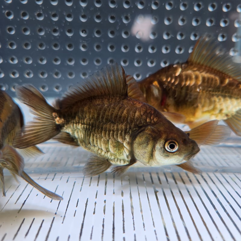 国産 ドラゴンスケール和金9㎝±（吉野養魚場産） | 金魚・クワカブ専門