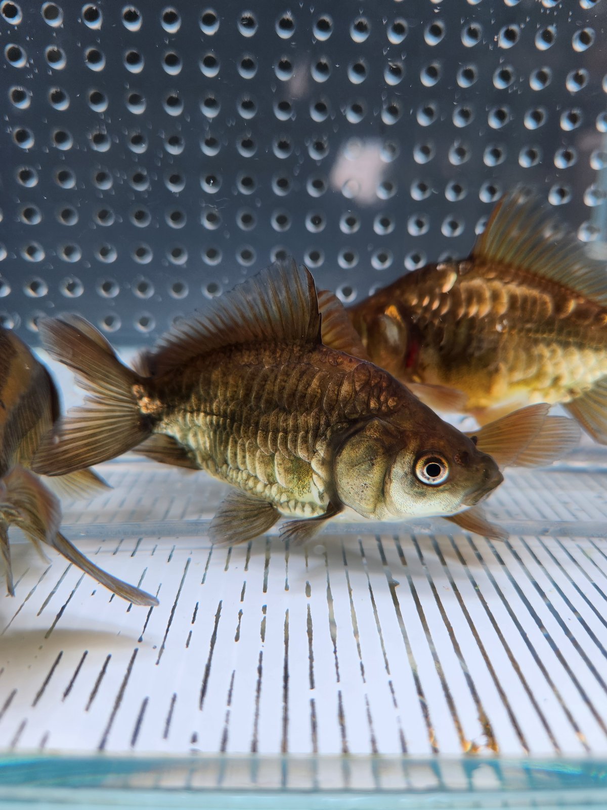 国産 ドラゴンスケール和金9㎝±（吉野養魚場産） | 金魚