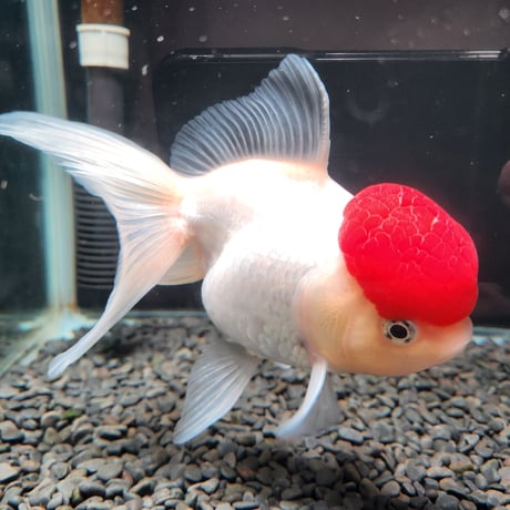 国産　上物飯田高頭丹頂17㎝±