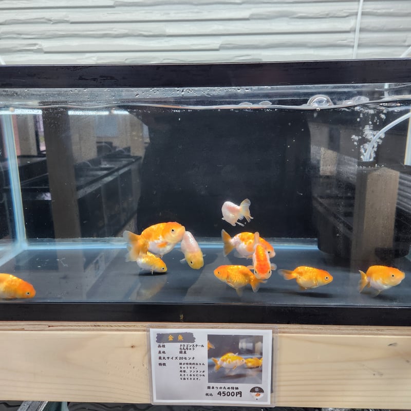 国産 ドラゴンスケールらんちゅう8㎝±（難あり） | 金魚・クワカブ専門