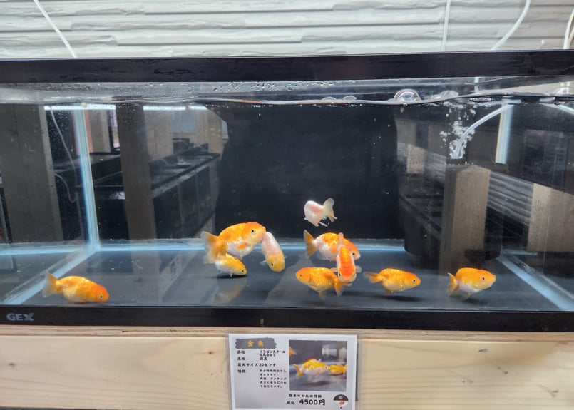 ドラゴン　鋳物 国産 ドラゴンスケールらんちゅう8㎝±（難あり） | 金魚