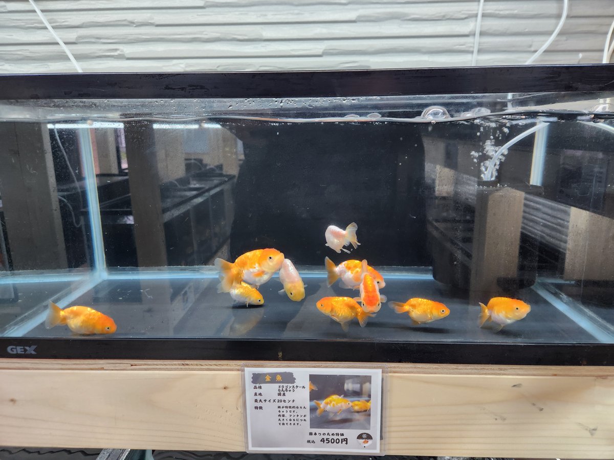 中国　魚とドラゴンの装飾付き　急須 中国 魚とドラゴンの装飾付き 急須 中国 魚とドラゴンの装飾付き