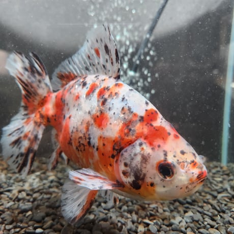 国産　江戸地金18㎝±（志村養魚場産）