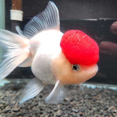 国産　上物飯田高頭丹頂17㎝±