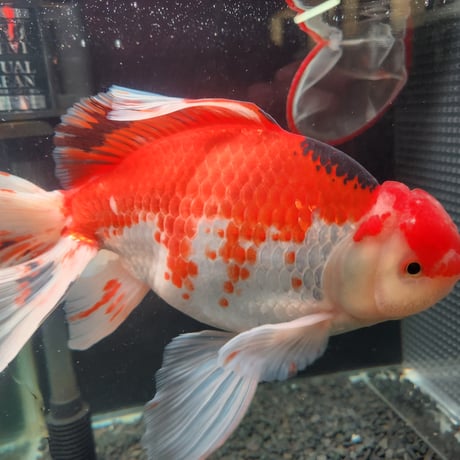 国産　上物ジャンボ獅子頭29㎝±