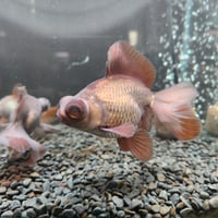 中国産　瑪瑙蝶尾12㎝±